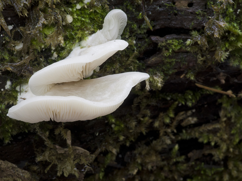 Crepidotus malachius